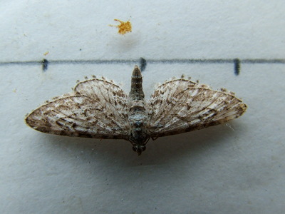 Narrow-winged Pug